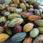 CAMEROON’S ANNUAL COCOA PRODUCTION STEADILY INCREASING