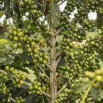 BRAZILIAN COFFEE CROP EXPECTED TO BE LOWER IN 2022/23