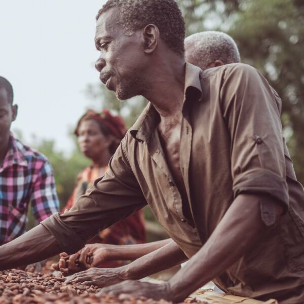 Côte D’Ivoire On Track For Good Harvest