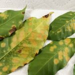 HAWAII GETS $1.37M FUNDING TO FIGHT COFFEE LEAF RUST