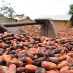 COCOA ARRIVALS DOWN AT CÔTE D'IVOIRE PORT AS DOCK WORKERS STRIKE CONCLUDES