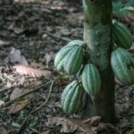 COCOA ADVOCACY GROUP SPEAKS OUT ON NEW GHANA COCOA PRICE