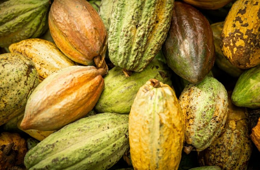 À qui profite le système de transparence de Koa ? Le producteur de cacao, Koa ou les collaborateurs de Koa ?