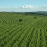 BRAZILIAN FARMERS DEFAULTING ON CONTRACTS FOR SECOND YEAR IN A ROW