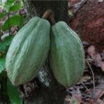 CÔTE D’IVOIRE WELCOMES ‘TEAM EUROPE’ FUNDING FOR COCOA SUSTAINABILITY
