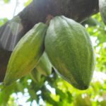 NEW DATA QUANTIFIES COCOA SUPPLY CHAIN TRACEABILITY ISSUES IN WEST AFRICA