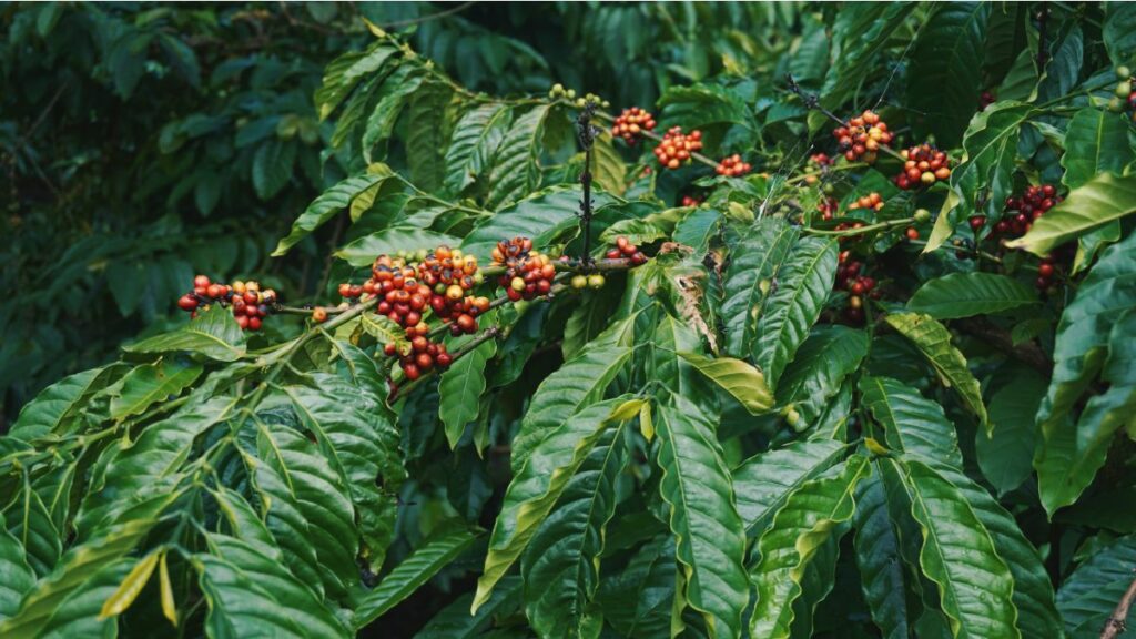 Vietnam Coffee Tree