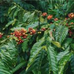 VIETNAM COFFEE EXPORTS GROW DESPITE PRESSURE FROM GLOBAL UNCERTAINTIES