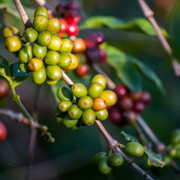 World Coffee Research Launches Global Coffee Breeding Network