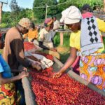 GRANDCRU BURUNDI COFFEE AUCTION ON 8TH DECEMBER SUPPORTS WOMEN-OWNED BUSINESS