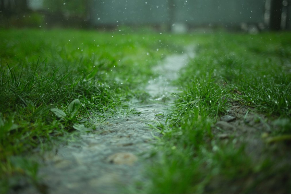 Rainfall Grass