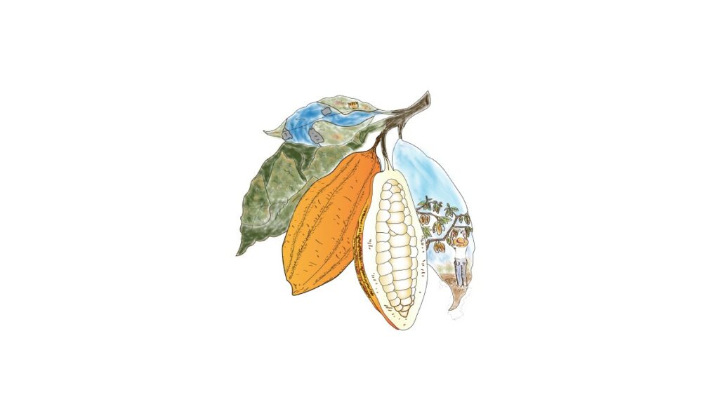 The Review Cacao Illustration