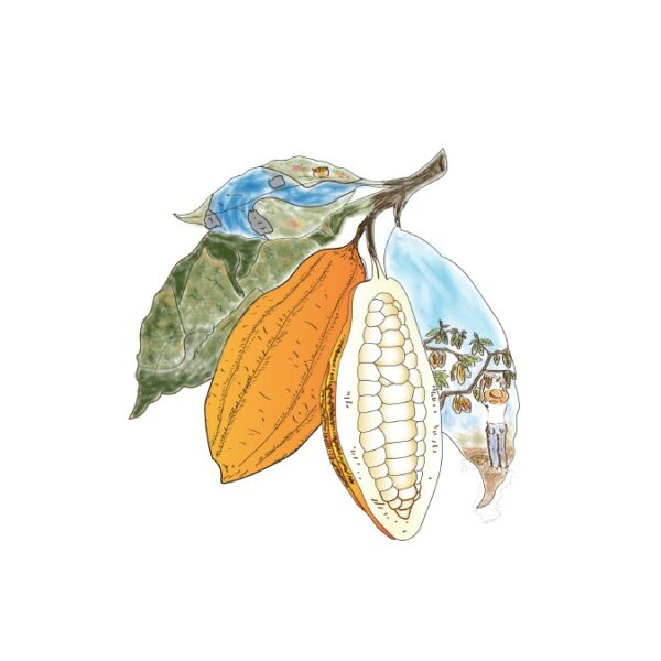 Le Heirloom Cacao Preservation Fund sur ce qui rend ces variétés spéciales